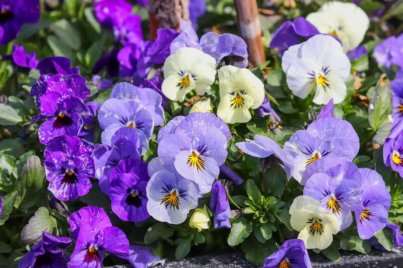 pansy-4074180_1280