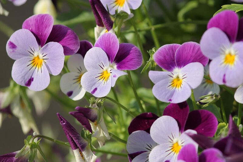 pansy-3401542_1280