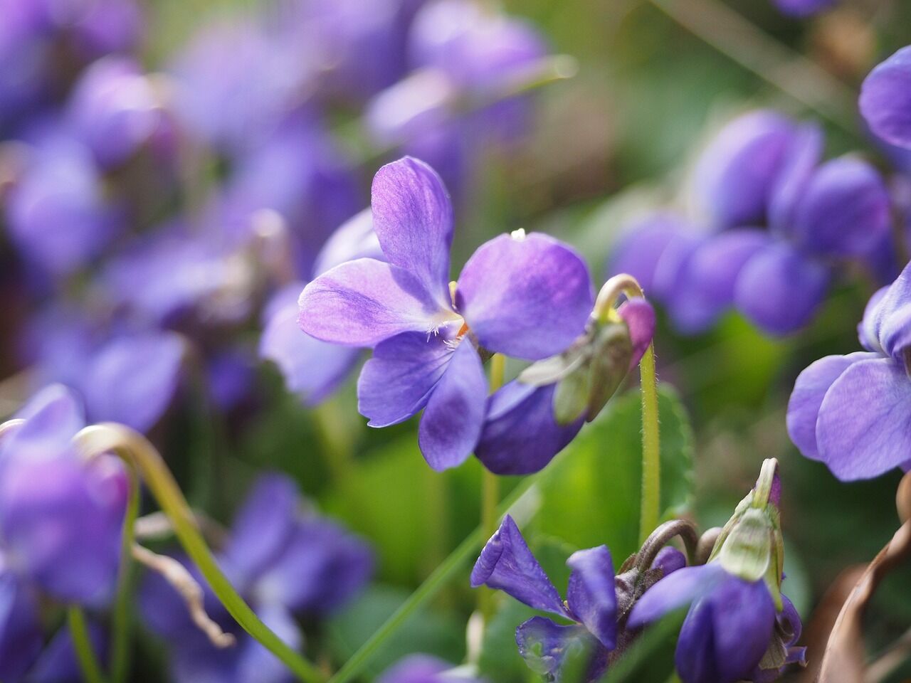fragrant-violets-1077143_1280